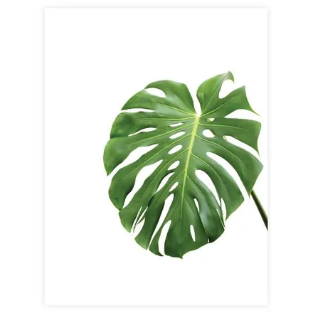 Poster Leht 30x40 cm