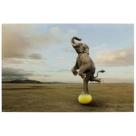 Klaaspilt Balance Elephant 150x240