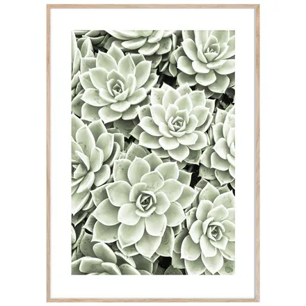 ArtBox pilt Succulentes 50x70