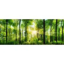 Klaaspilt Forest 50x125 cm