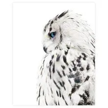 Poster Big Owl 40x50 cm