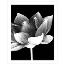 Poster Lotus Flower 40x50 cm