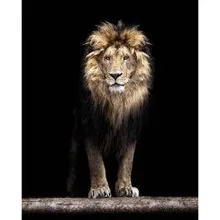 Poster Lõvi 40x50 cm