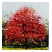 Seinapilt Red Tree 80x80 klaas