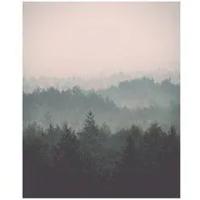 Poster Misty Forest 40x50 roheline
