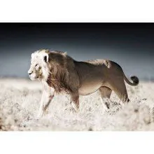 Seinapilt Lion 120x80