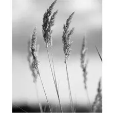 Poster Bent Grass 40x50 mustvalge