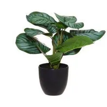 Kunstlill Arrowroot H40 roheline