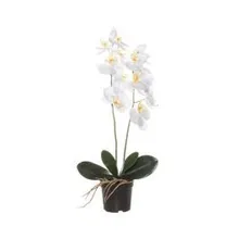 Orhidee potis H59 valge