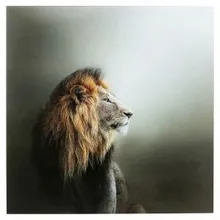 Klaaspilt Lion King 100x100