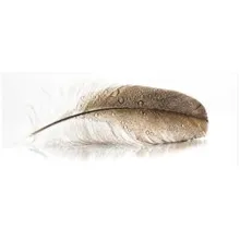 Klaaspilt Feather 125x50