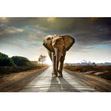 Klaaspilt Elephant 80x120 cm