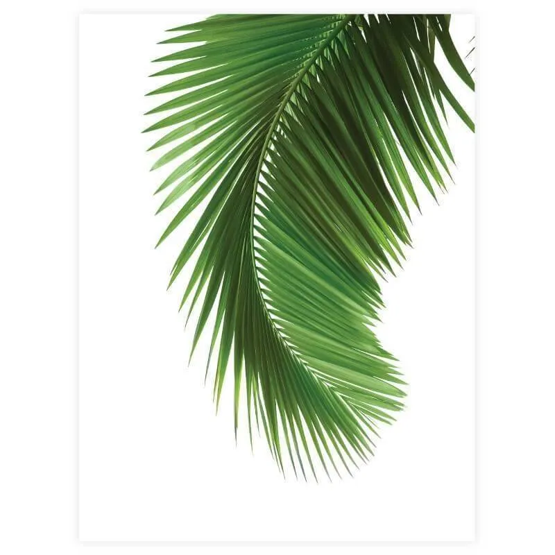 Poster Palm 30x40 cm