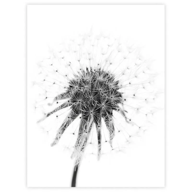 Poster Dandelion 30x40 cm