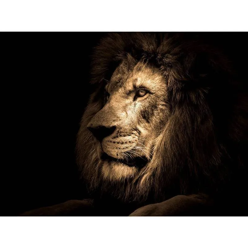 Klaaspilt Lion 120x80