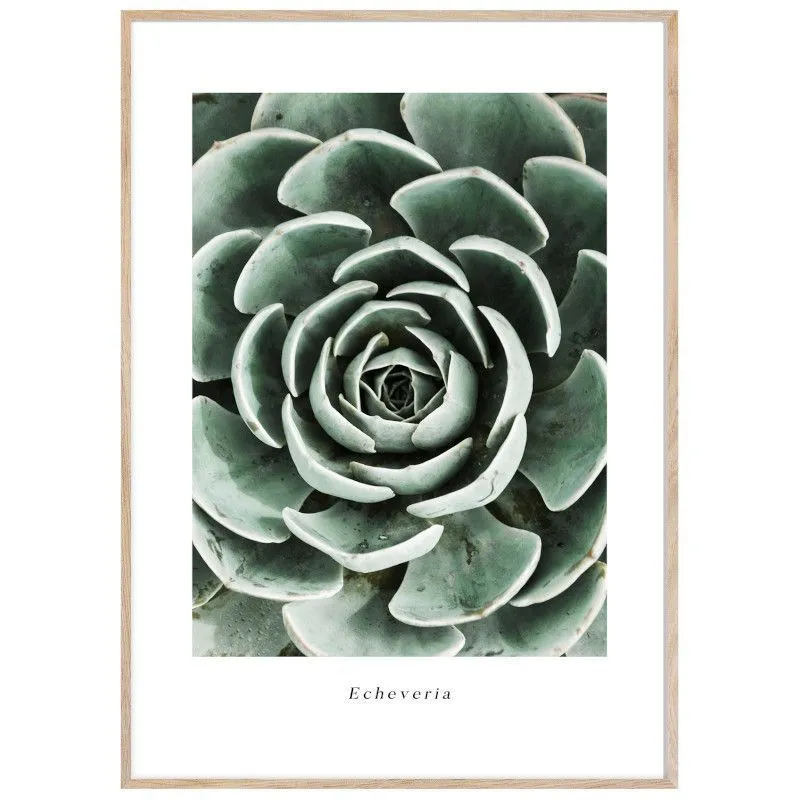 ArtBox pilt Echeveria 50x70