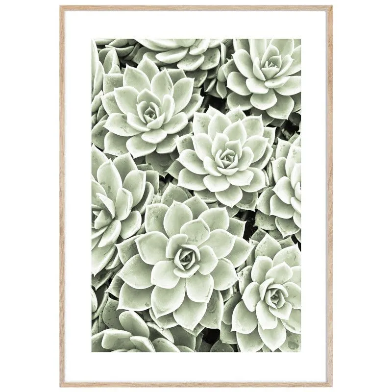 ArtBox pilt Succulentes 50x70
