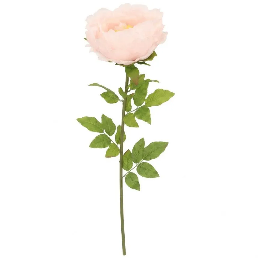 Kuntlill Peony H115 heleroosa