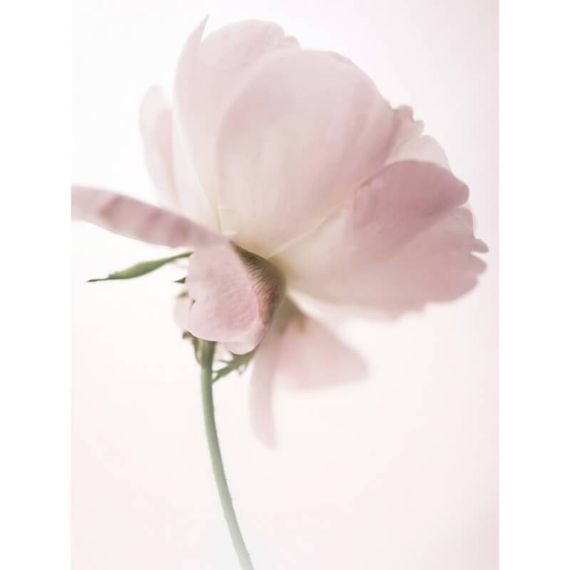 Poster Pink Rose 30x40 roosa
